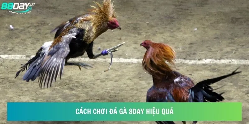 Cách chơi đá gà 8day hiệu quả