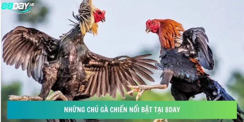 Những chú gà chiến nổi bật tại 8day