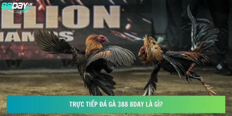 Trực tiếp đá gà 388 8day là gì?