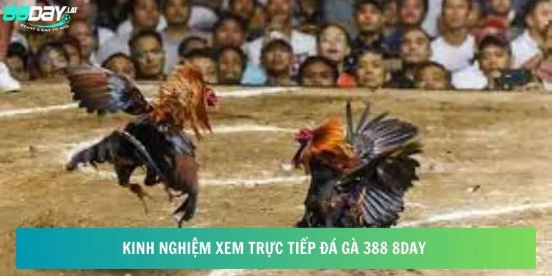 Kinh nghiệm xem trực tiếp đá gà 388 8day 