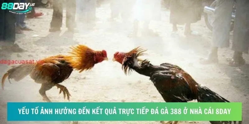 Yếu tố ảnh hưởng đến kết quả trực tiếp đá gà 388 ở nhà cái 8day